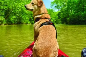 Dog riding in the front of a red canoe on the Blue River at Cave Country Canoes
