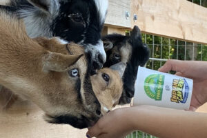 Guests feeding Pygmy goats at the Pygmy Playground at Indiana Caverns