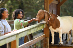 Two teenage girls feeding the goats at Squire Boone Caverns