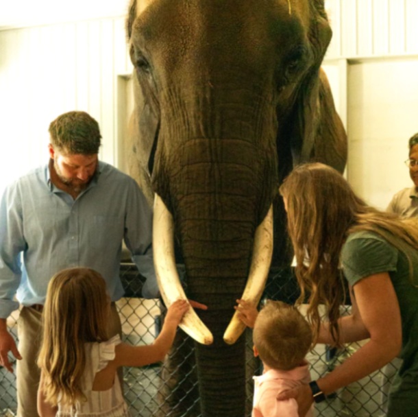 Wilstem elephant