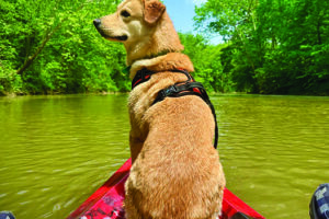 Dog riding in the front of a red canoe on the Blue River at Cave Country Canoes